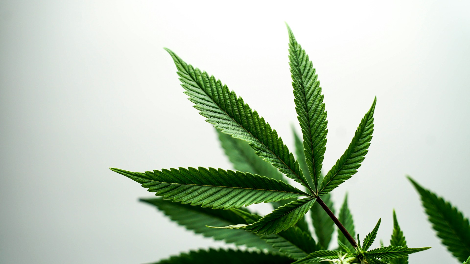 Marihuana medyczna coraz częściej stosowana w leczeniu